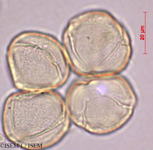 ISEM 1/Rhodotypos_scandens_29407/Rhodotypos_scandens_29407_0001(copy)_thumb.jpg